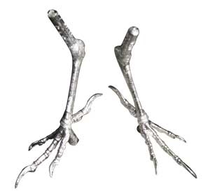 Song Birds Cast Feet, Pair