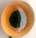 Tohickon - GAME BIRD, ROADRUNNERS GLASS EYES