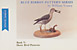 Shore Birds