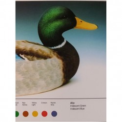 Color Cards, by Dennis Schroeder