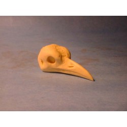 Study Bird Heads Song Birds by Tony Finazzo