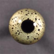 Sea, Painted, Snapping Turtle Eyes. At this time we can only supply one pair of eyes to each customer.